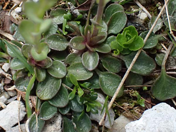 Thlaspi alpinum \ Alpen-T�schelkraut, A Admont 5.7.2024