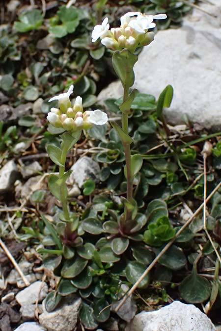 Thlaspi alpinum \ Alpen-T�schelkraut, A Admont 5.7.2024
