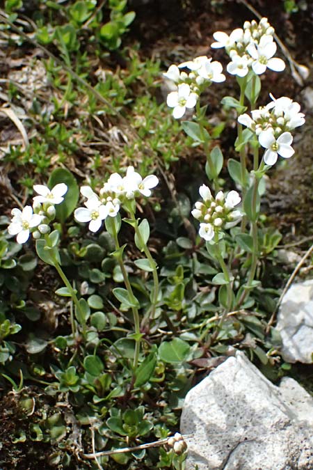 Thlaspi alpinum \ Alpen-T�schelkraut, A Admont 5.7.2024