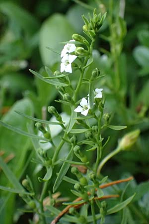 Thesium alpinum / Alpine Bastard Toadflax, A Trenchtling 6.7.2024