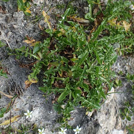 Taraxacum sect. Alpina \ Alpen-L�wenzahn, A Gro&szlig;glockner 11.8.2025