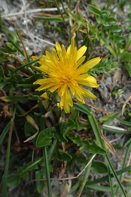 Taraxacum sect. Alpina \ Alpen-L�wenzahn, A Gro&szlig;glockner 11.8.2025