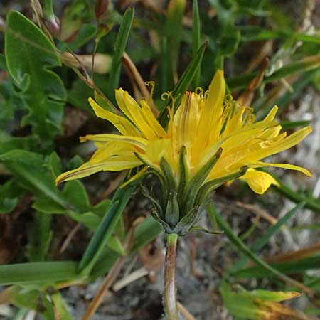 Taraxacum sect. Alpina \ Alpen-L�wenzahn, A Gro&szlig;glockner 11.8.2025