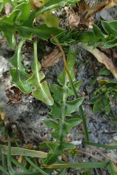 Taraxacum sect. Alpina \ Alpen-L�wenzahn, A Gro&szlig;glockner 11.8.2025