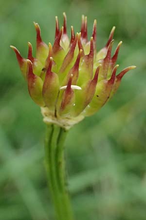Trollius europaeus \ Trollblume, A Trenchtling 6.7.2024