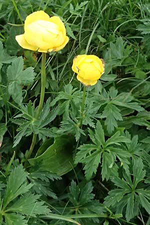 Trollius europaeus \ Trollblume, A Trenchtling 6.7.2024