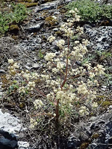 Trinia glauca \ Blaugrner Faserschirm / Honewort, A Hainburg 10.5.2025