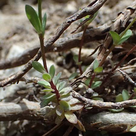 Thlaspi alpinum \ Alpen-T�schelkraut, A Admont 5.7.2024