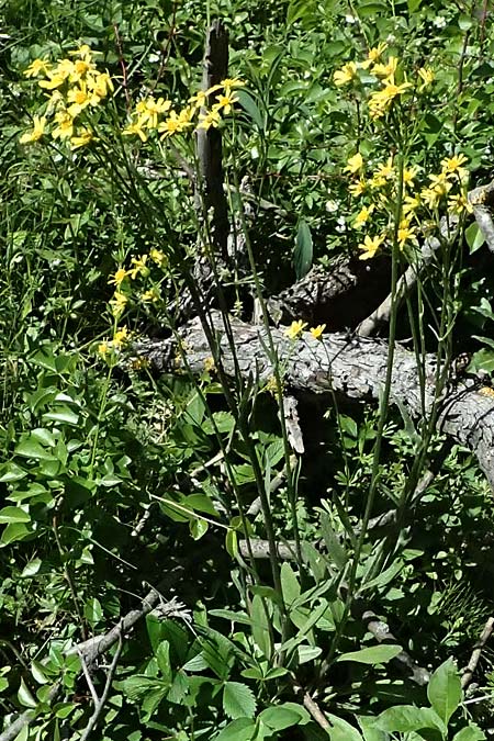 Tephroseris helenitis subsp. helenitis \ Spatelbl�ttriges Greiskraut, Alant-Greiskraut, A Hainburg 10.5.2025