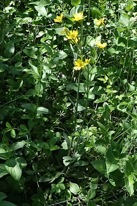 Tephroseris helenitis subsp. helenitis \ Spatelbl�ttriges Greiskraut, Alant-Greiskraut, A Hainburg 10.5.2025