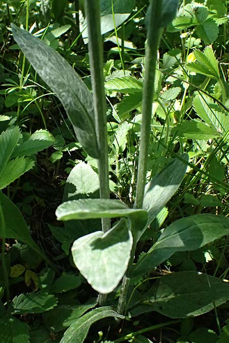 Tephroseris helenitis subsp. helenitis \ Spatelbl�ttriges Greiskraut, Alant-Greiskraut, A Hainburg 10.5.2025