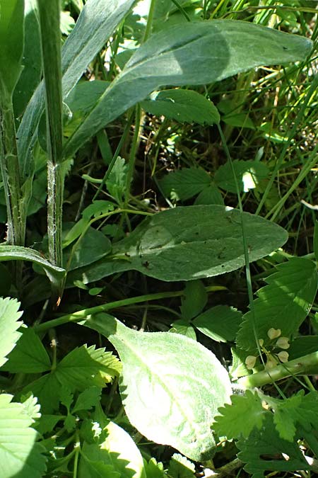 Tephroseris helenitis subsp. helenitis \ Spatelbl�ttriges Greiskraut, Alant-Greiskraut, A Hainburg 10.5.2025