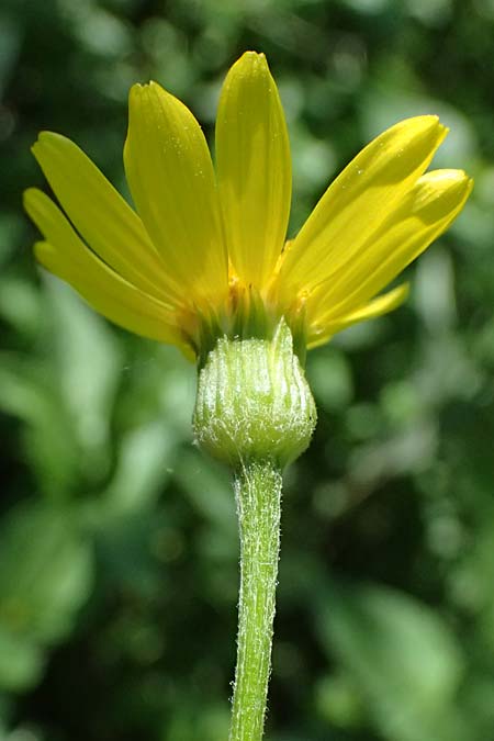 Tephroseris helenitis subsp. helenitis \ Spatelbl�ttriges Greiskraut, Alant-Greiskraut, A Hainburg 10.5.2025