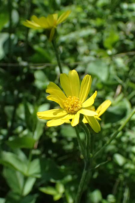 Tephroseris helenitis subsp. helenitis \ Spatelbl�ttriges Greiskraut, Alant-Greiskraut, A Hainburg 10.5.2025