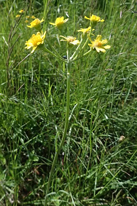 Tephroseris helenitis subsp. helenitis \ Spatelbl�ttriges Greiskraut, Alant-Greiskraut, A Hainburg 10.5.2025