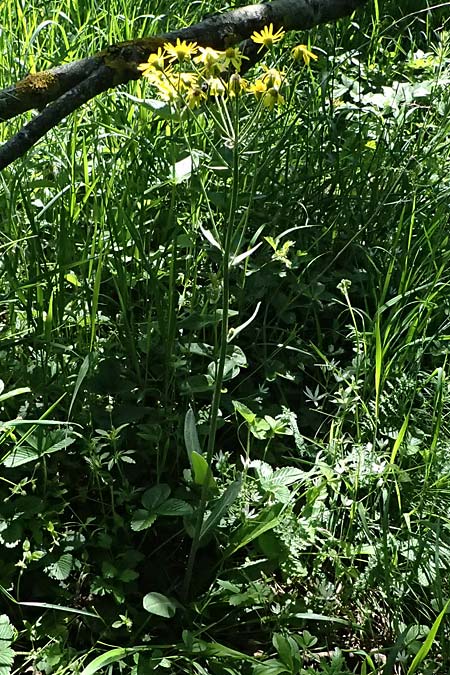 Tephroseris helenitis subsp. helenitis \ Spatelbl�ttriges Greiskraut, Alant-Greiskraut, A Hainburg 10.5.2025