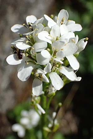 Noccaea caerulescens \ Gebirgs-Hellerkraut, Bluliches Tschelkraut / Alpine Penny-Cress, A Kolm Saigurn 2.7.2025