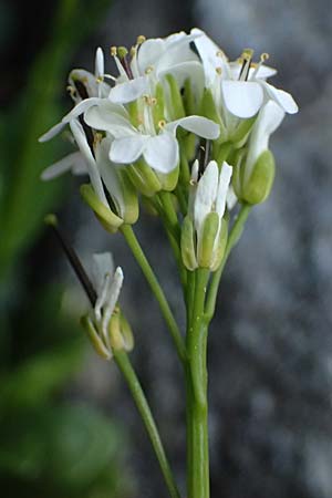 Noccaea caerulescens \ Gebirgs-Hellerkraut, Bluliches Tschelkraut / Alpine Penny-Cress, A Kolm Saigurn 2.7.2025