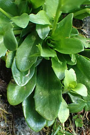 Noccaea caerulescens \ Gebirgs-Hellerkraut, Bluliches Tschelkraut / Alpine Penny-Cress, A Kolm Saigurn 2.7.2025
