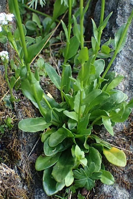 Noccaea caerulescens \ Gebirgs-Hellerkraut, Bluliches Tschelkraut / Alpine Penny-Cress, A Kolm Saigurn 2.7.2025