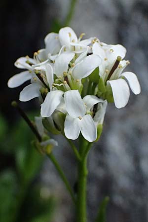 Noccaea caerulescens \ Gebirgs-Hellerkraut, Bluliches Tschelkraut / Alpine Penny-Cress, A Kolm Saigurn 2.7.2025