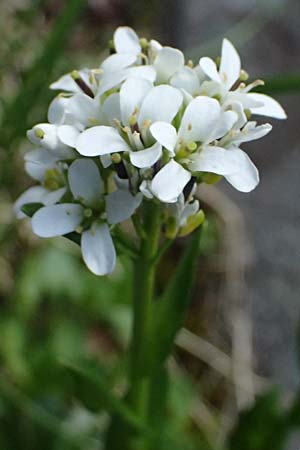 Noccaea caerulescens \ Gebirgs-Hellerkraut, Bluliches Tschelkraut / Alpine Penny-Cress, A Kolm Saigurn 2.7.2025