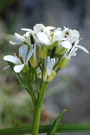 Noccaea caerulescens \ Gebirgs-Hellerkraut, Bluliches Tschelkraut / Alpine Penny-Cress, A Kolm Saigurn 2.7.2025