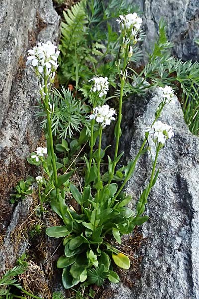 Noccaea caerulescens \ Gebirgs-Hellerkraut, Bluliches Tschelkraut / Alpine Penny-Cress, A Kolm Saigurn 2.7.2025