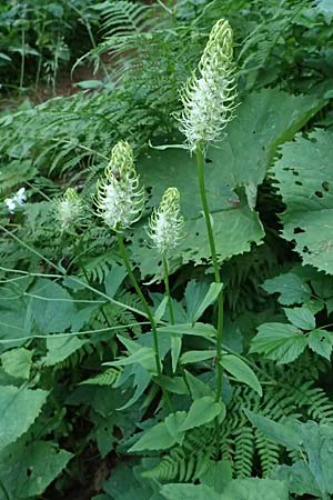 Phyteuma spicatum \ Weie Teufelskralle, hrige Teufelskralle / Spiked Rampion, A Trenchtling 6.7.2024