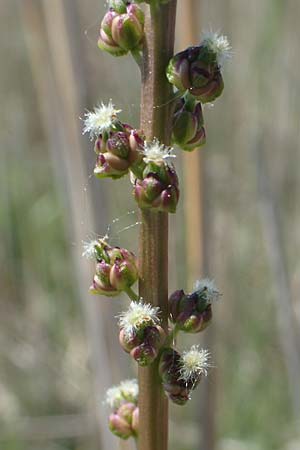 Triglochin maritimum \ Strand-Dreizack / Arrowgrass, A Seewinkel, Podersdorf 10.5.2022