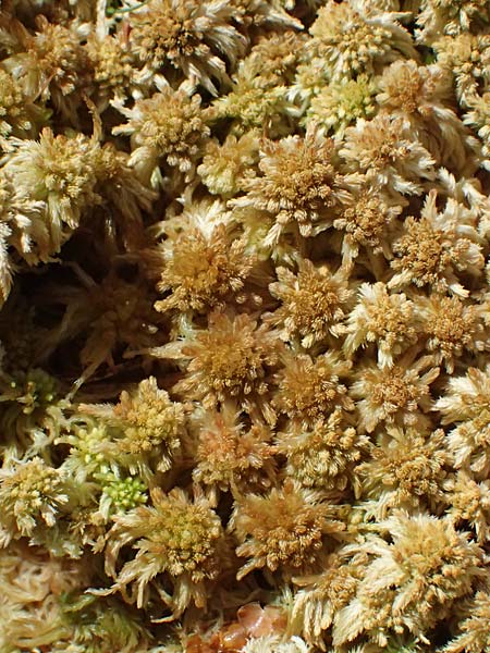 Sphagnum spec1 ? \ Torfmoos / Sphagnum, A Kolm Saigurn 3.7.2025