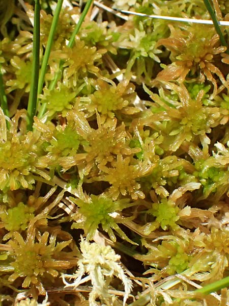 Sphagnum spec1 ? \ Torfmoos / Sphagnum, A Kolm Saigurn 3.7.2025