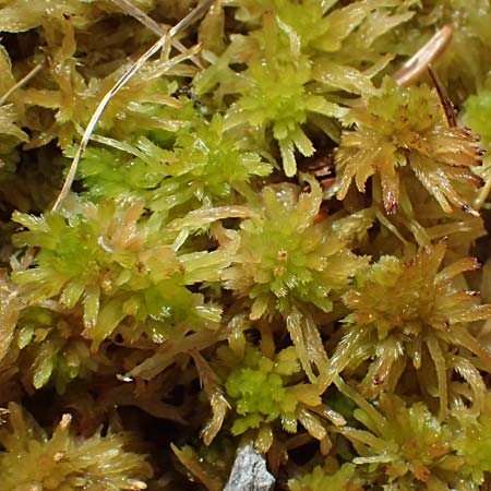 Sphagnum spec1 ? \ Torfmoos / Sphagnum, A Kolm Saigurn 3.7.2025