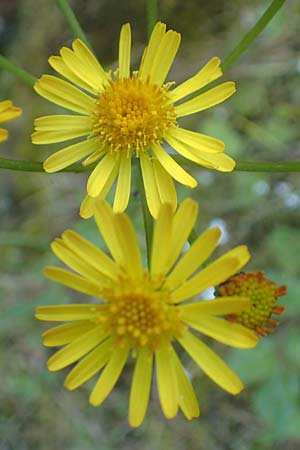 Tephroseris pseudocrispa \ Cividale-Greiskraut, A Kärnten, Koralpe 21.5.2016