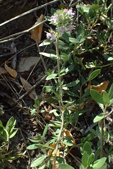 Thymus pannonicus \ Steppen-Thymian / Eurasian Thyme, A Bisamberg 12.8.2025