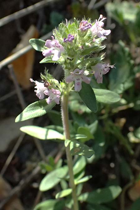 Thymus pannonicus \ Steppen-Thymian / Eurasian Thyme, A Bisamberg 12.8.2025