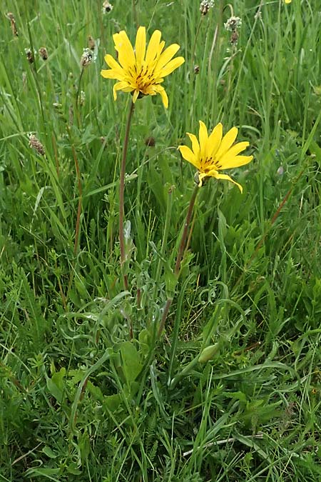 Tragopogon pratensis / Meadow Salsify, Goat's-Beard, A Michelstetten 11.5.2025
