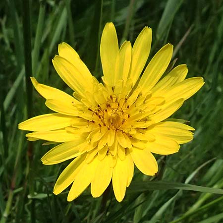 Tragopogon pratensis / Meadow Salsify, Goat's-Beard, A Michelstetten 11.5.2025