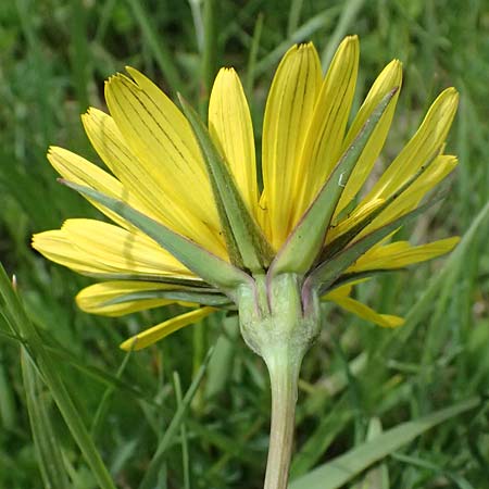 Tragopogon pratensis / Meadow Salsify, Goat's-Beard, A Michelstetten 11.5.2025