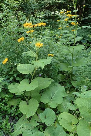Telekia speciosa \ Groe Telekie, A Steiermark, Pernegg-Mixnitz 4.7.2019