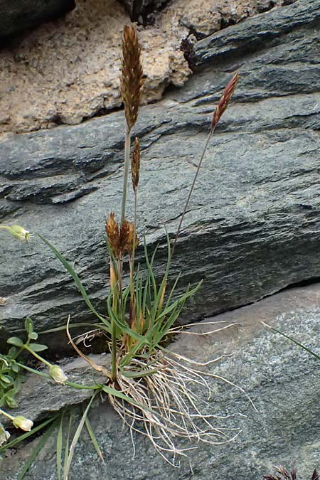 Trisetum spicatum \ hriger Grannenhafer, hren-Goldhafer / Spike Trisetum, Spiked Oat Grass, A Großglockner 30.6.2025
