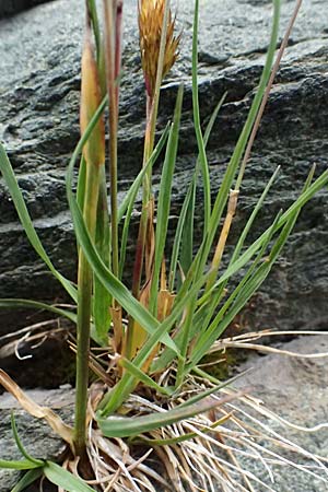 Trisetum spicatum \ hriger Grannenhafer, hren-Goldhafer / Spike Trisetum, Spiked Oat Grass, A Großglockner 30.6.2025