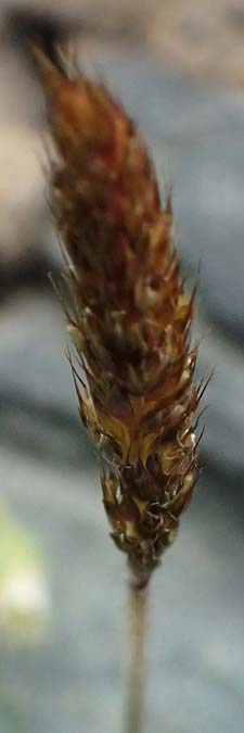 Trisetum spicatum \ hriger Grannenhafer, hren-Goldhafer / Spike Trisetum, Spiked Oat Grass, A Großglockner 30.6.2025