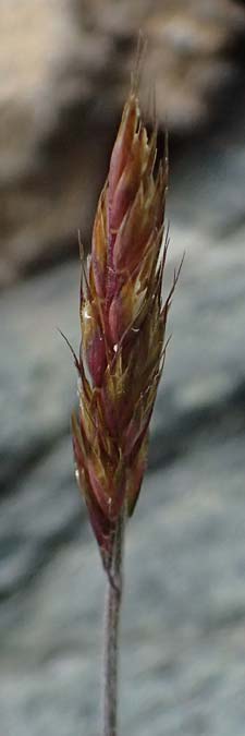 Trisetum spicatum \ hriger Grannenhafer, hren-Goldhafer / Spike Trisetum, Spiked Oat Grass, A Großglockner 30.6.2025