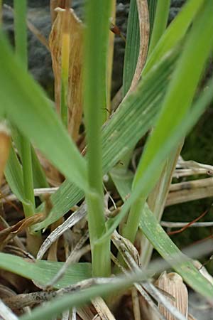 Trisetum spicatum \ hriger Grannenhafer, hren-Goldhafer / Spike Trisetum, Spiked Oat Grass, A Großglockner 30.6.2025