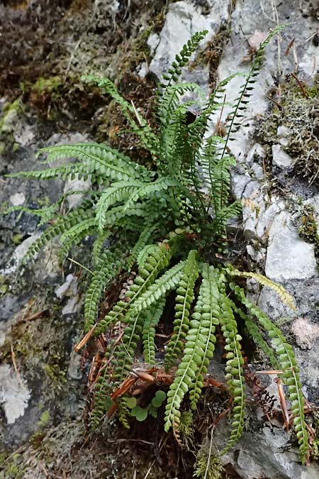 Asplenium viride \ Grnstieliger Streifenfarn / Green Spleenwort, A St. Gallen im Gesäuse 4.7.2024