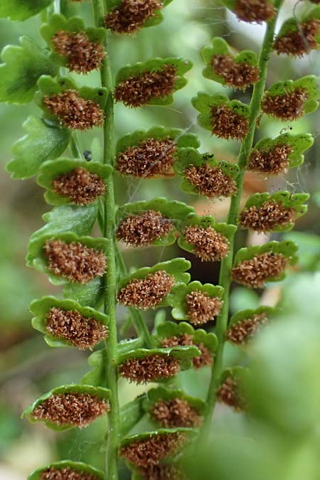 Asplenium viride \ Grnstieliger Streifenfarn / Green Spleenwort, A St. Gallen im Gesäuse 4.7.2024