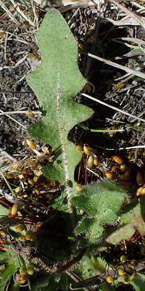 Hypochaeris radicata / Common Cat's-Ear, A Seewinkel, Illmitz 12.5.2022