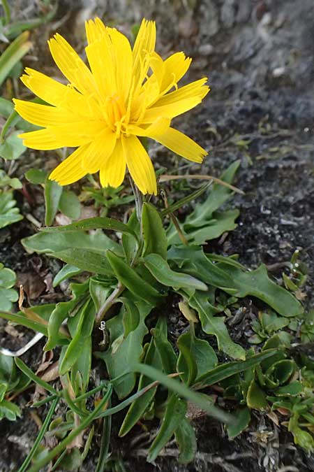 Scorzoneroides montana subsp. melanotricha / Mountain Hawkbit, A Großglockner 11.8.2025