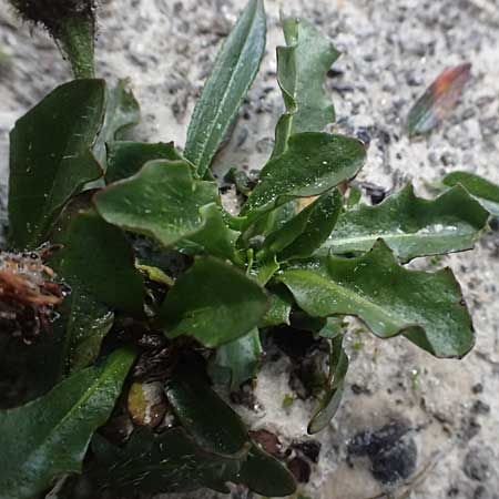 Scorzoneroides montana subsp. melanotricha / Mountain Hawkbit, A Großglockner 11.8.2025